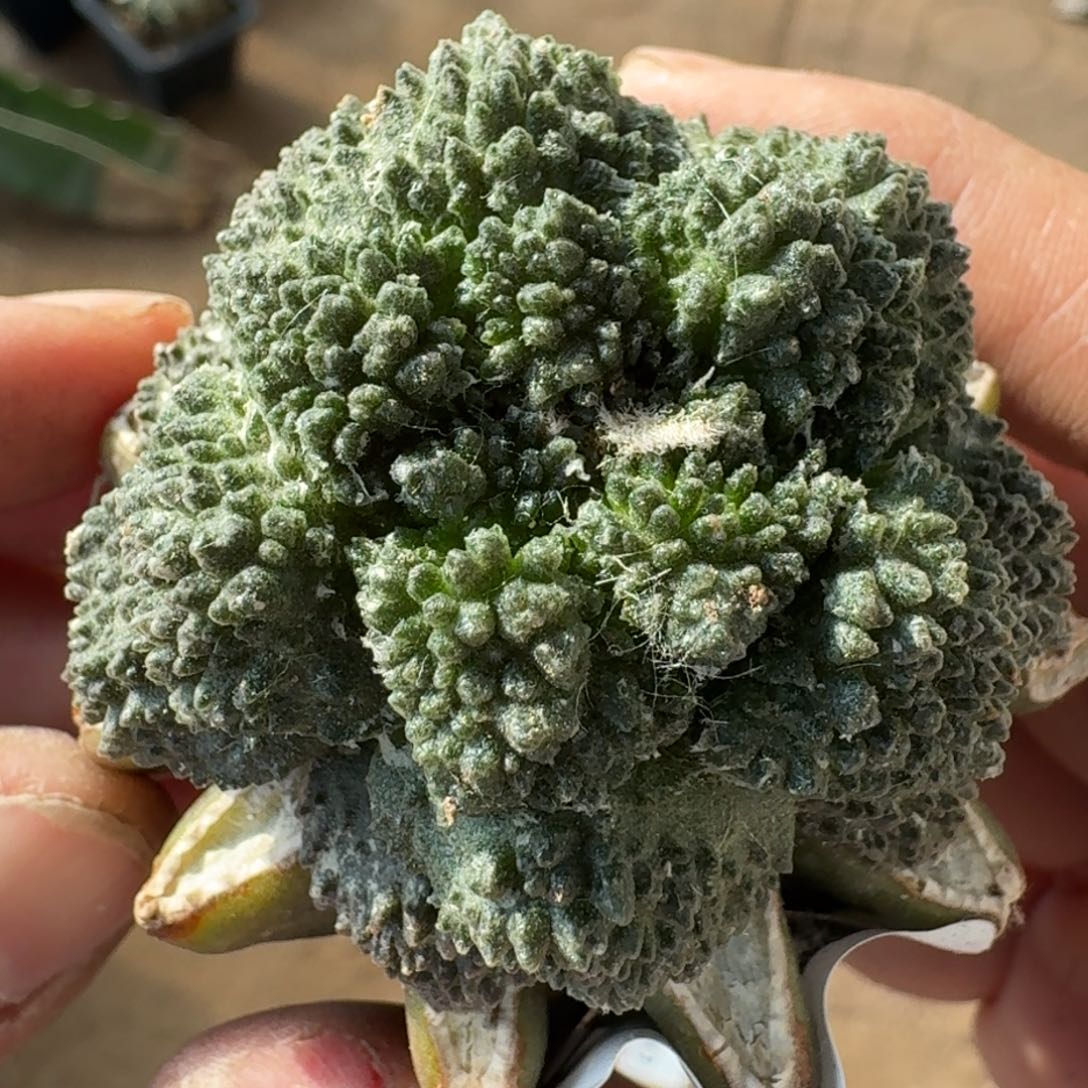 【闪购商品】菜花牡丹441