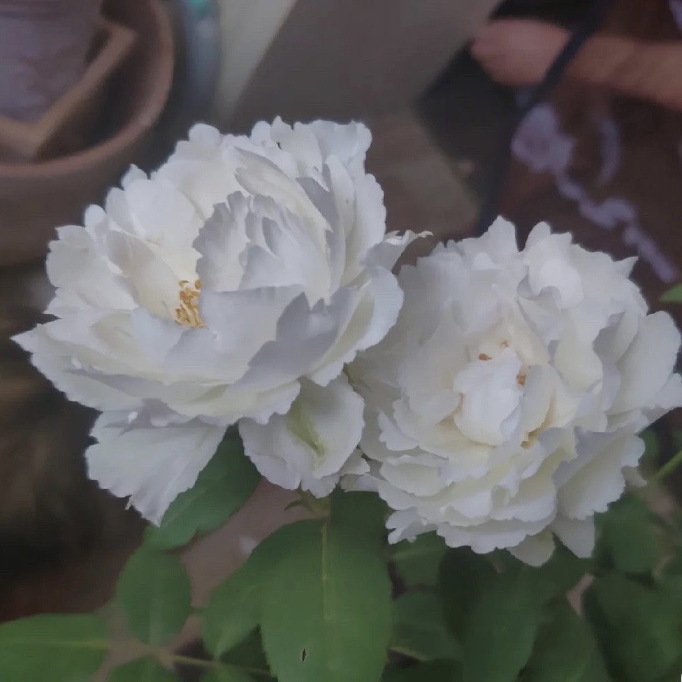 乐柏月季花苗 花朵非常仙 香味浓郁花期长河本风系列阳台庭院盆栽