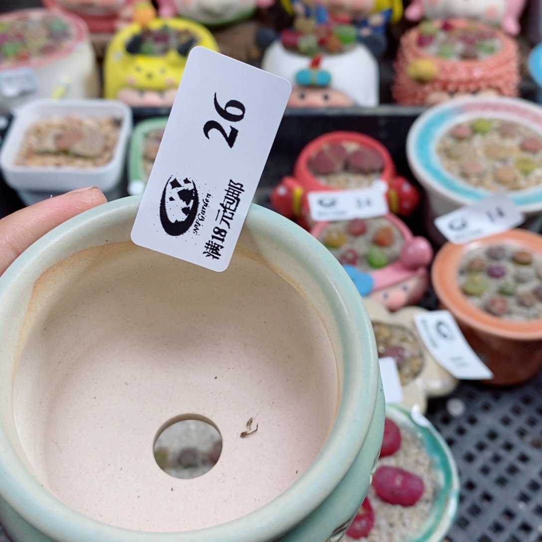 暖*?生石花花花花花花26号