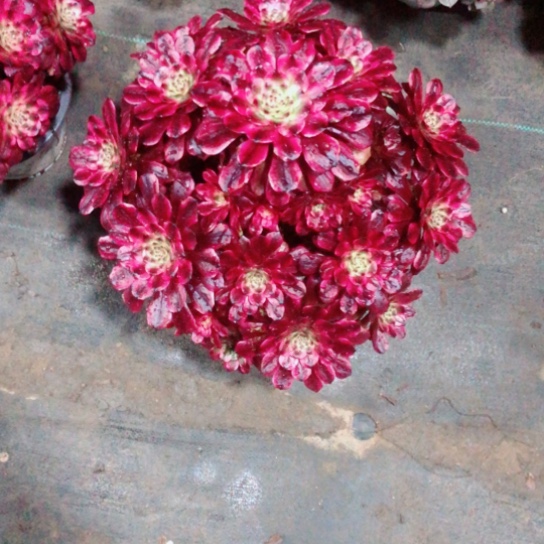 青****桑美姬法师多肉植物245号