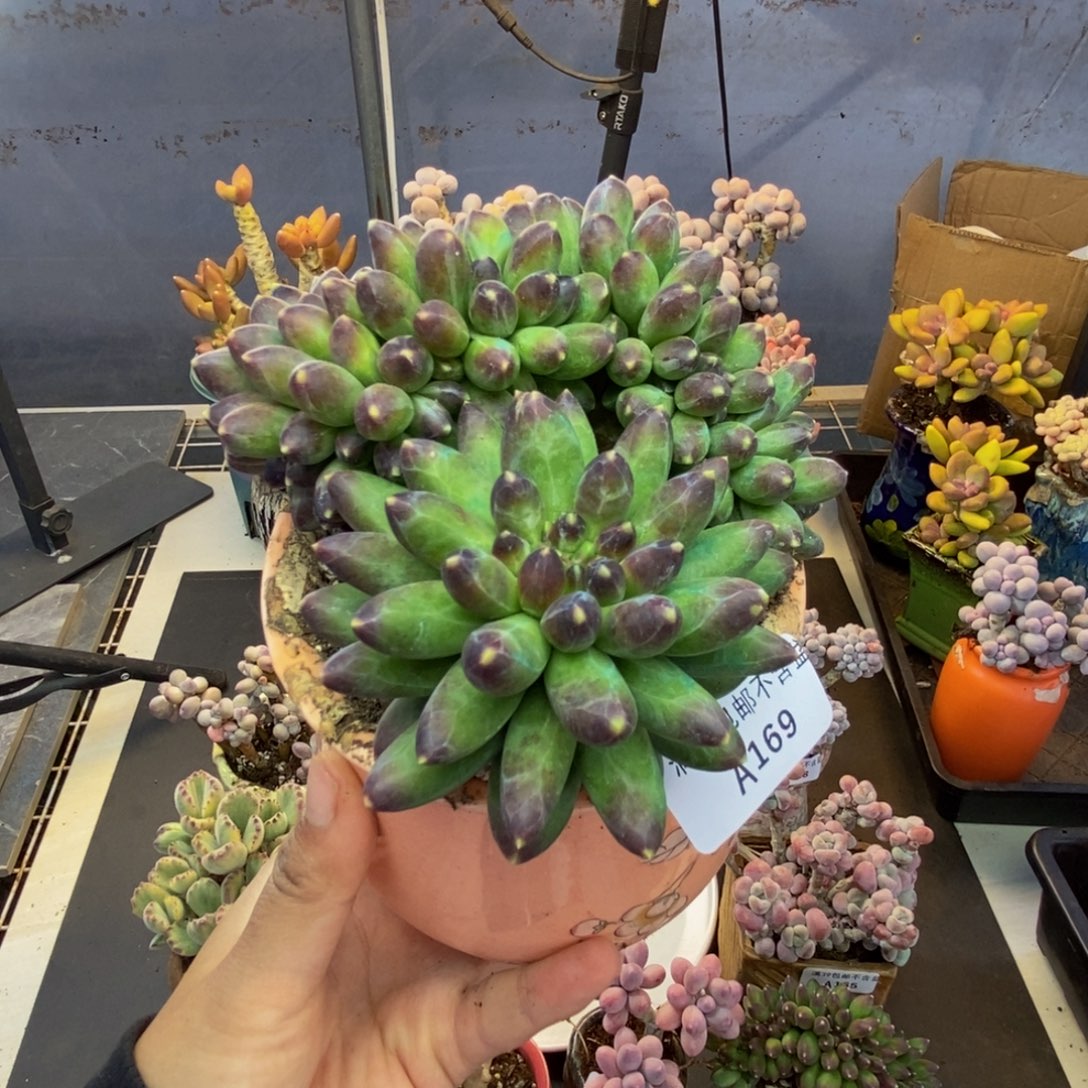 169香蕉树缀多肉9cm