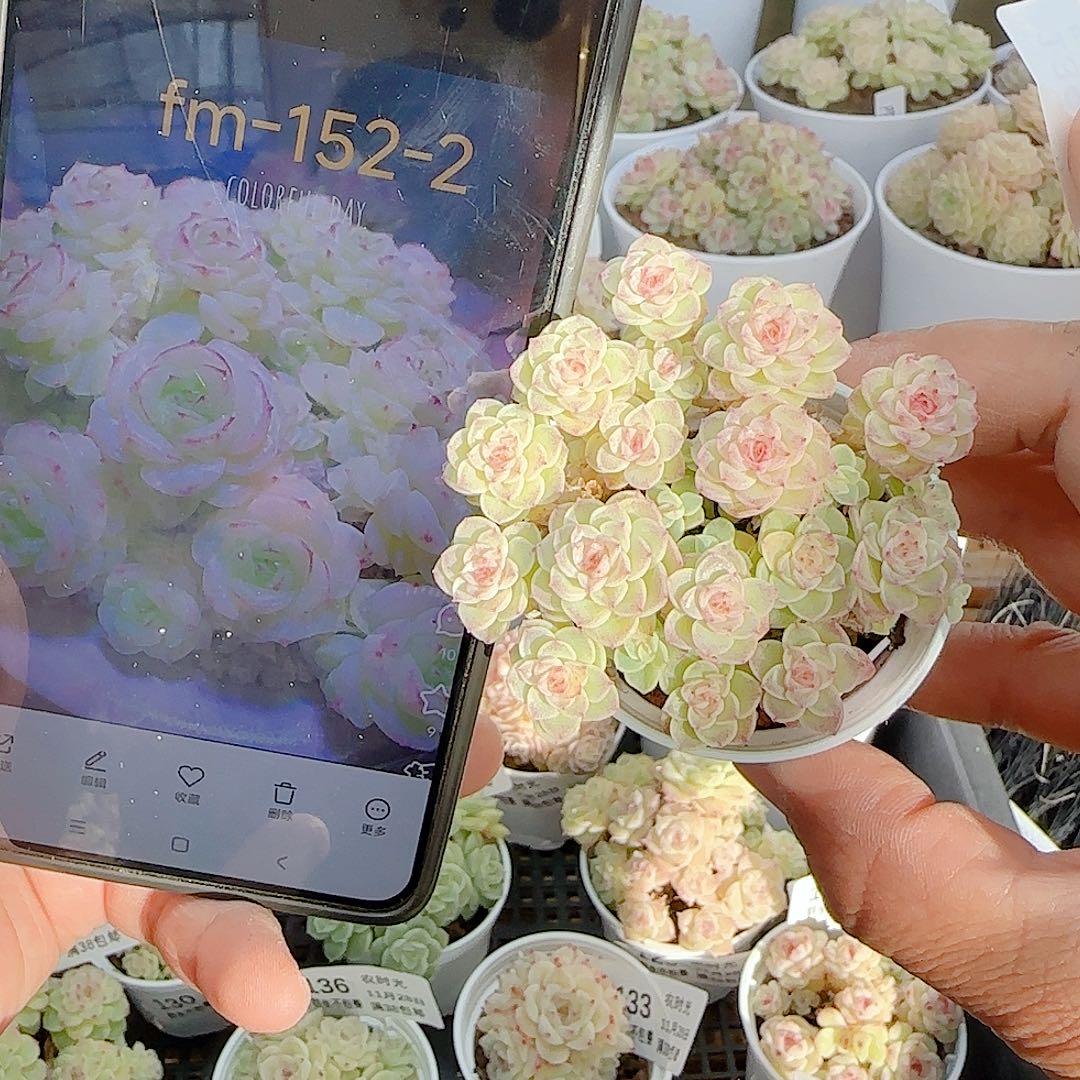 L***L1128-139（fm-152-2）专拍