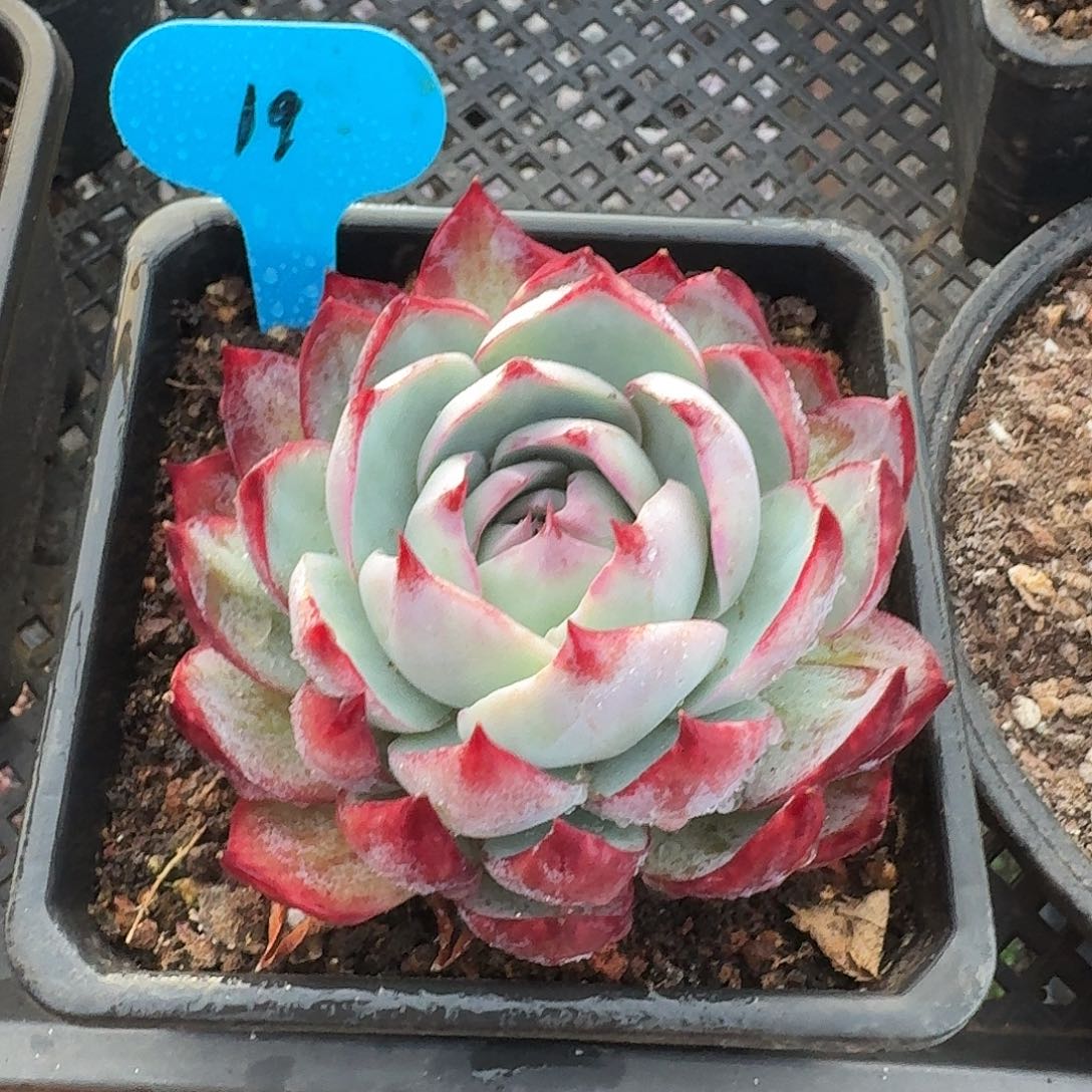 19粉丝福利惊鸿仙子