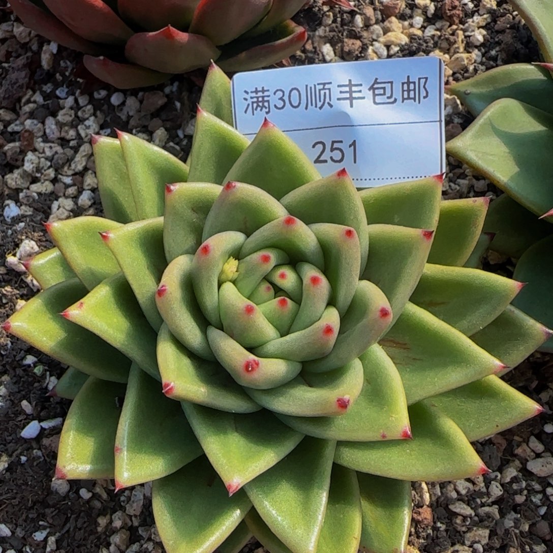 251蔷薇玛丽亚多肉（沙）