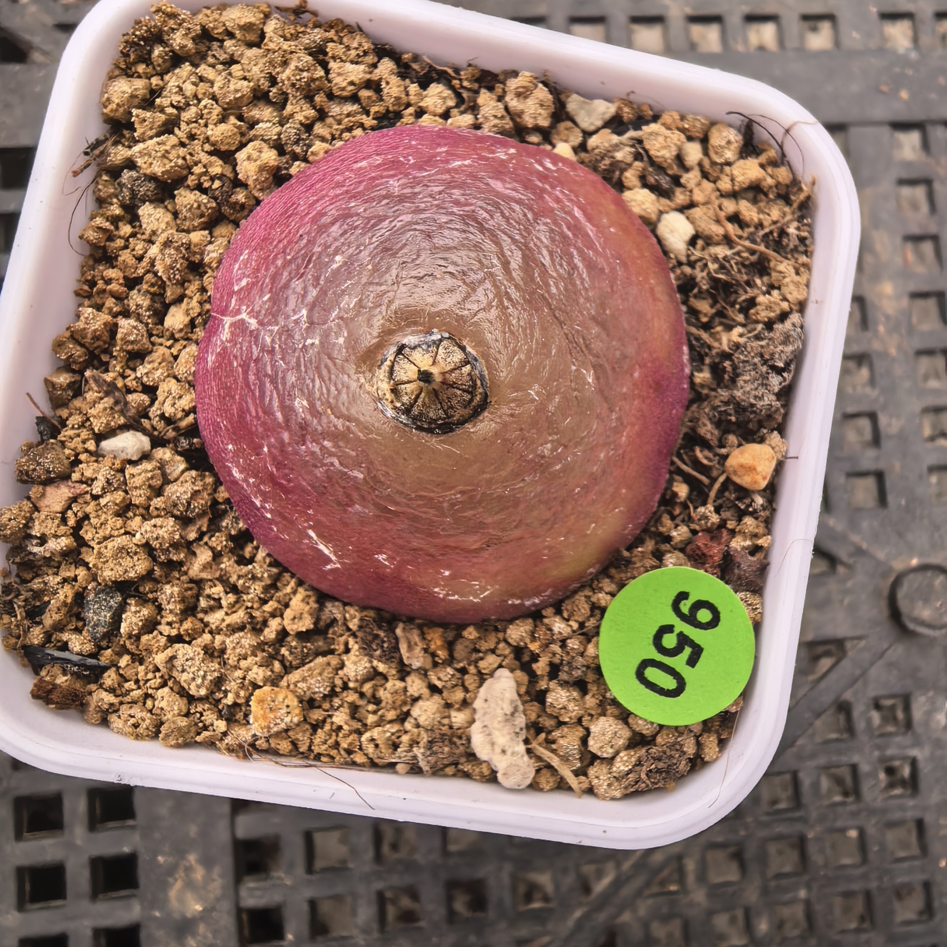 灯泡3-3.1cm带盆多肉950