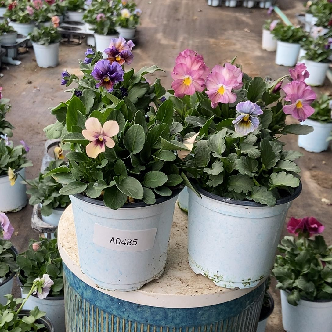 大部分花苞少量开放485