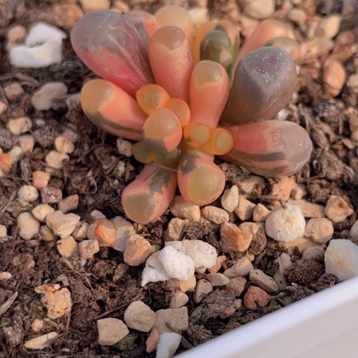 18968898885886888785785788