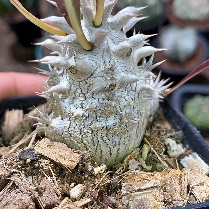 孤品实生控养矮胖西巴女王