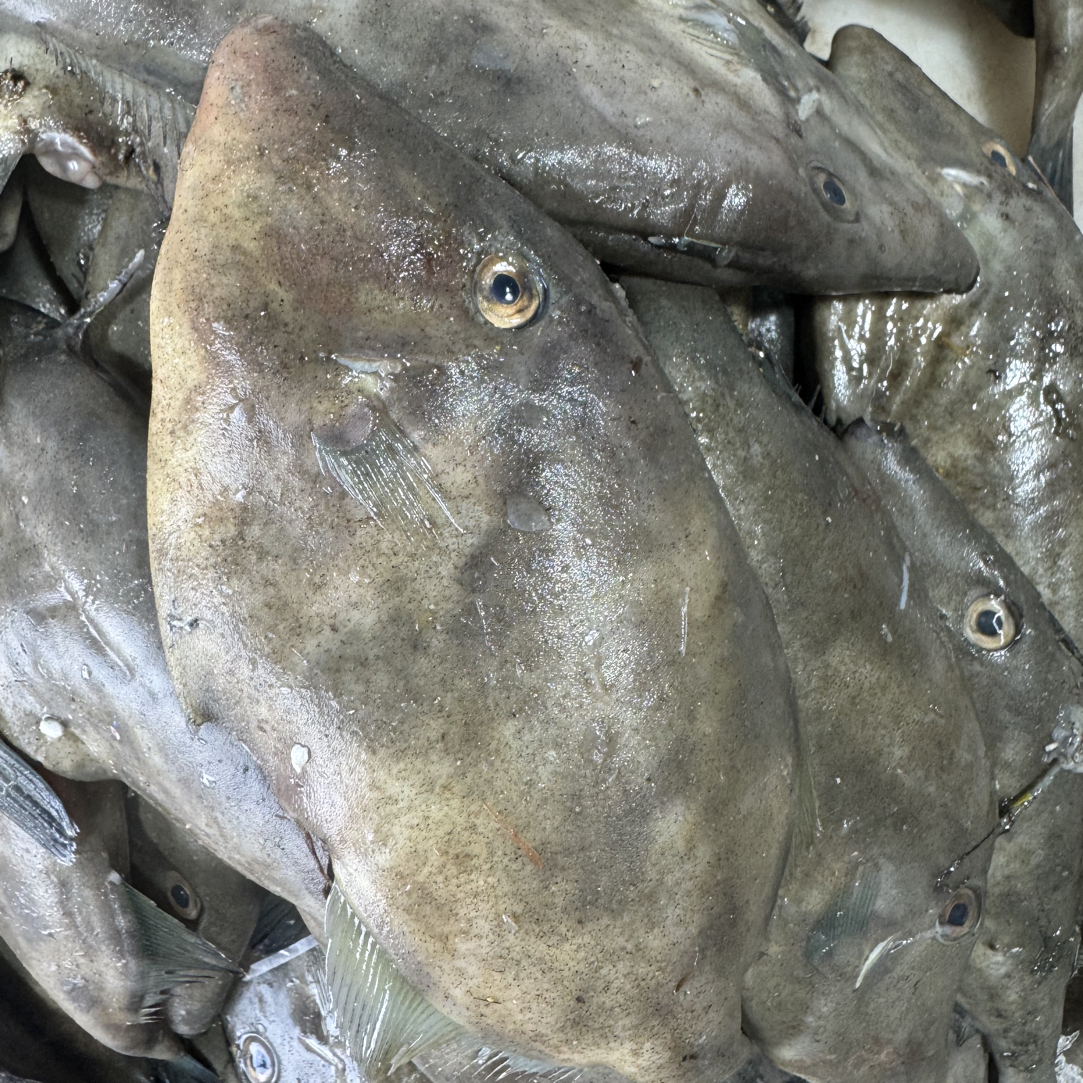 渤海野生扒皮鱼，耗儿鱼，马面鱼，一斤六到七条，带皮发货顺丰包邮
