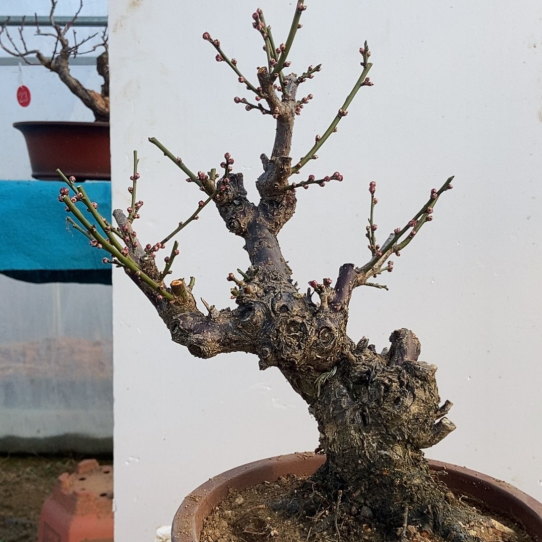 全部花苞20年野梅嫁接骨里红