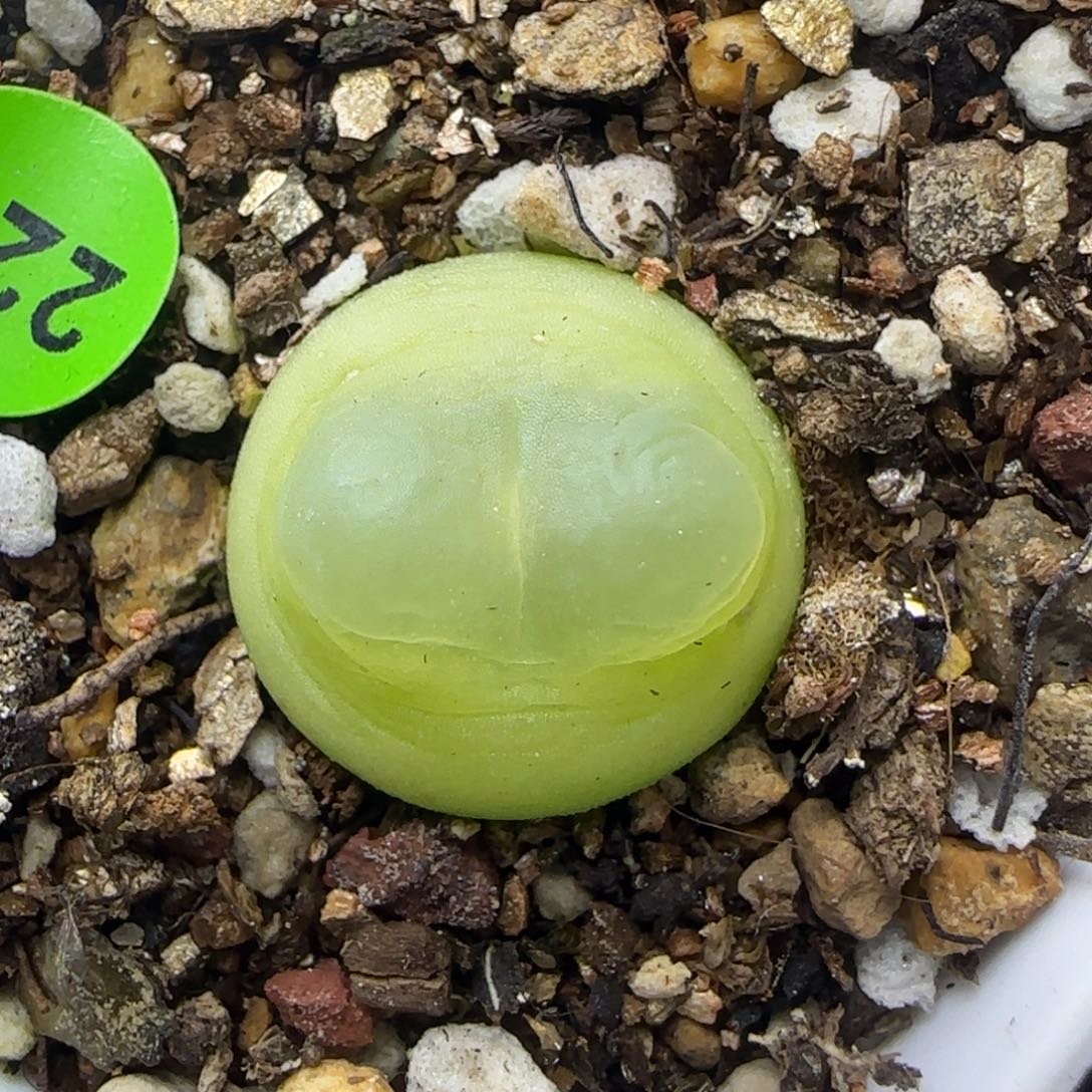 拉登漂亮多肉植物226