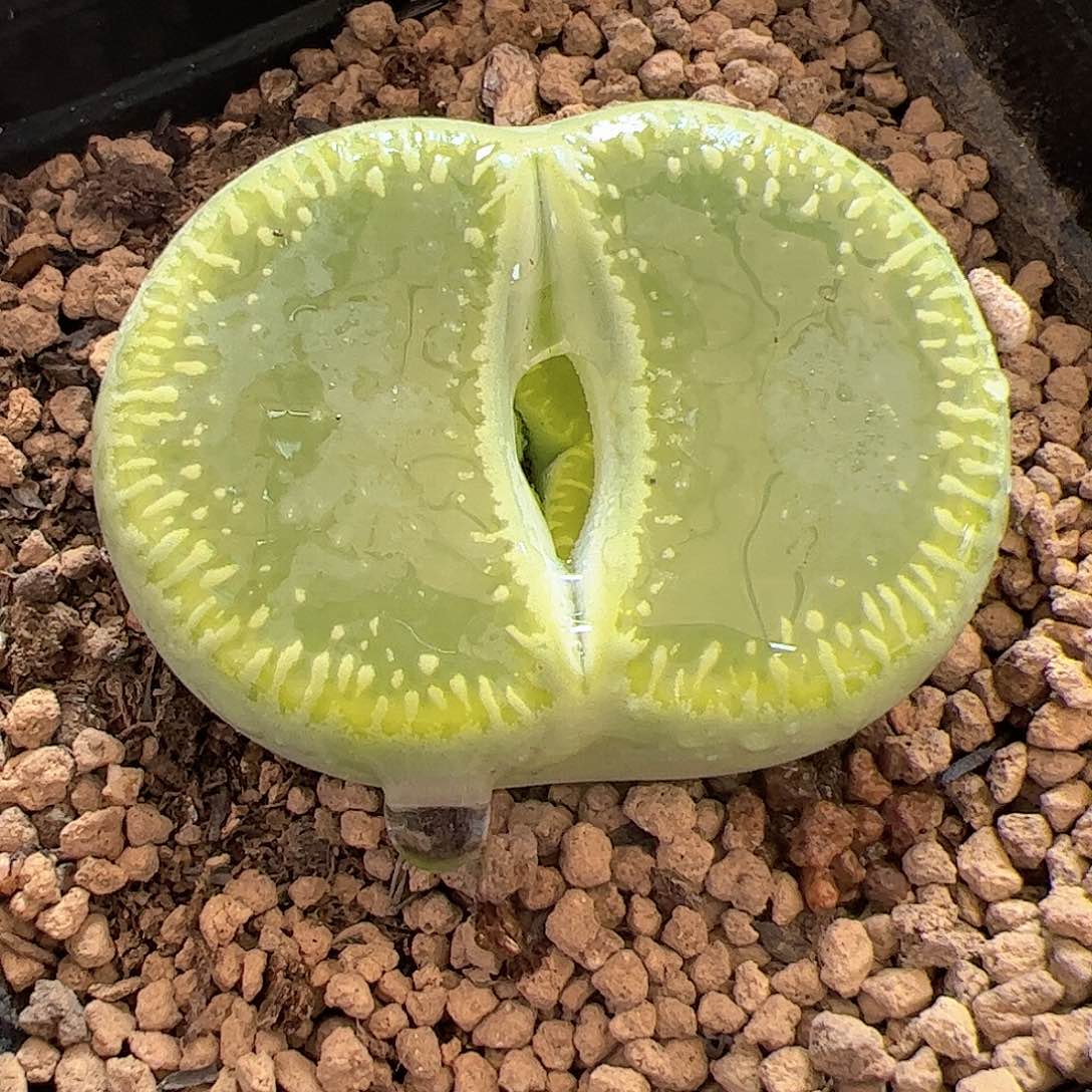 【闪购商品】150 绿光阳