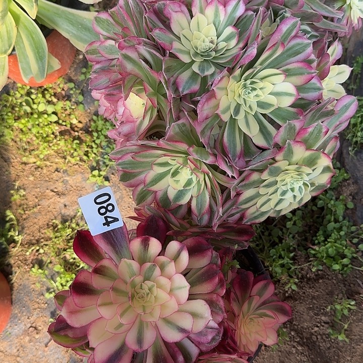 满***满084海王倾城hhhhhhhhh