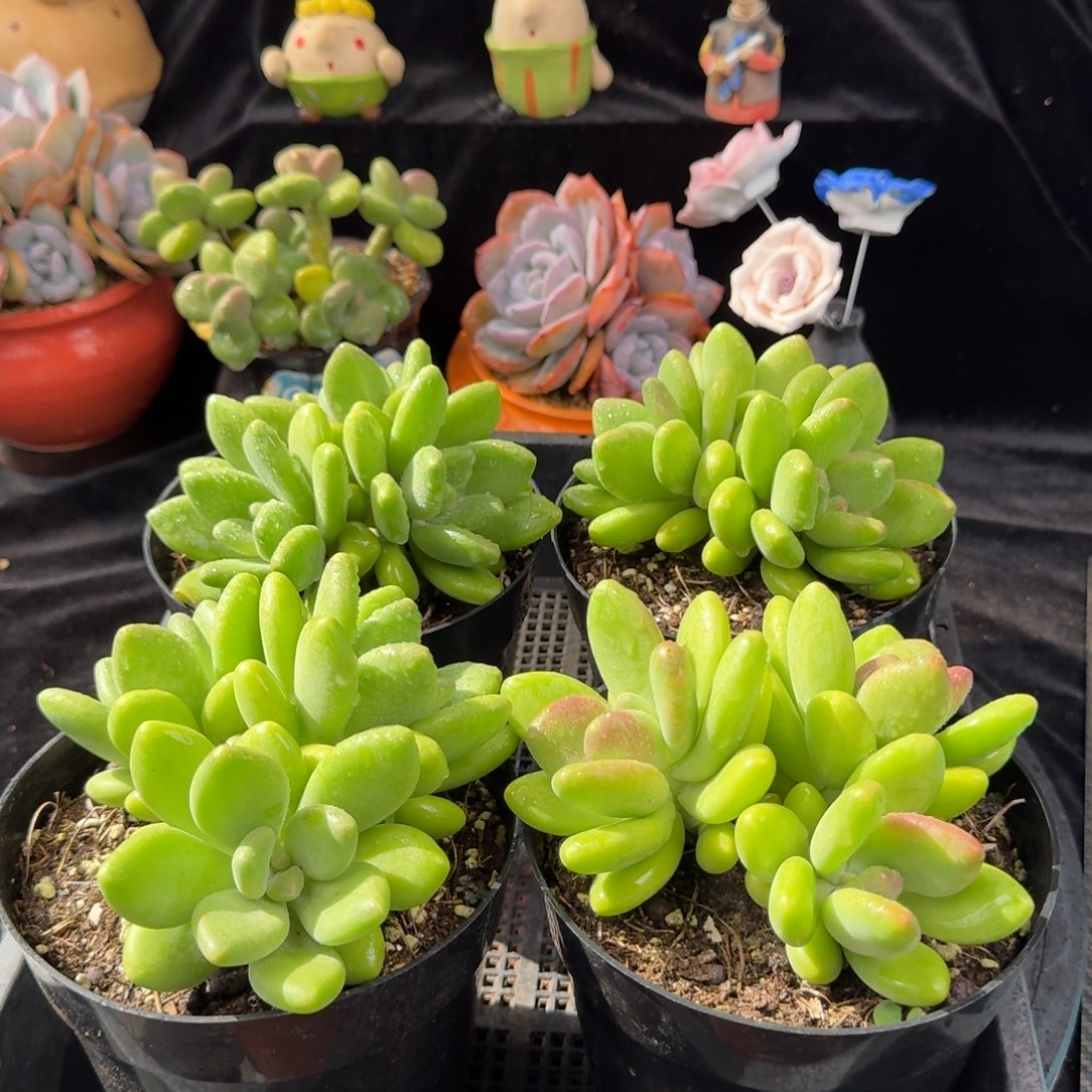 从前慢花园多肉编号1122-三头芒果奶