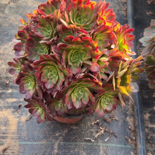 安娜一颗包邮福利