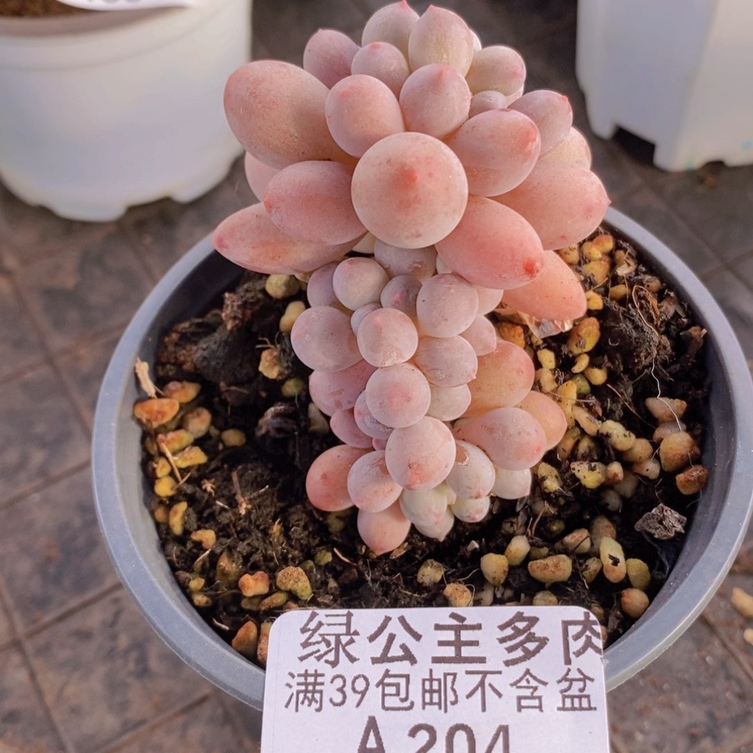 手指奶5cm204多肉植物