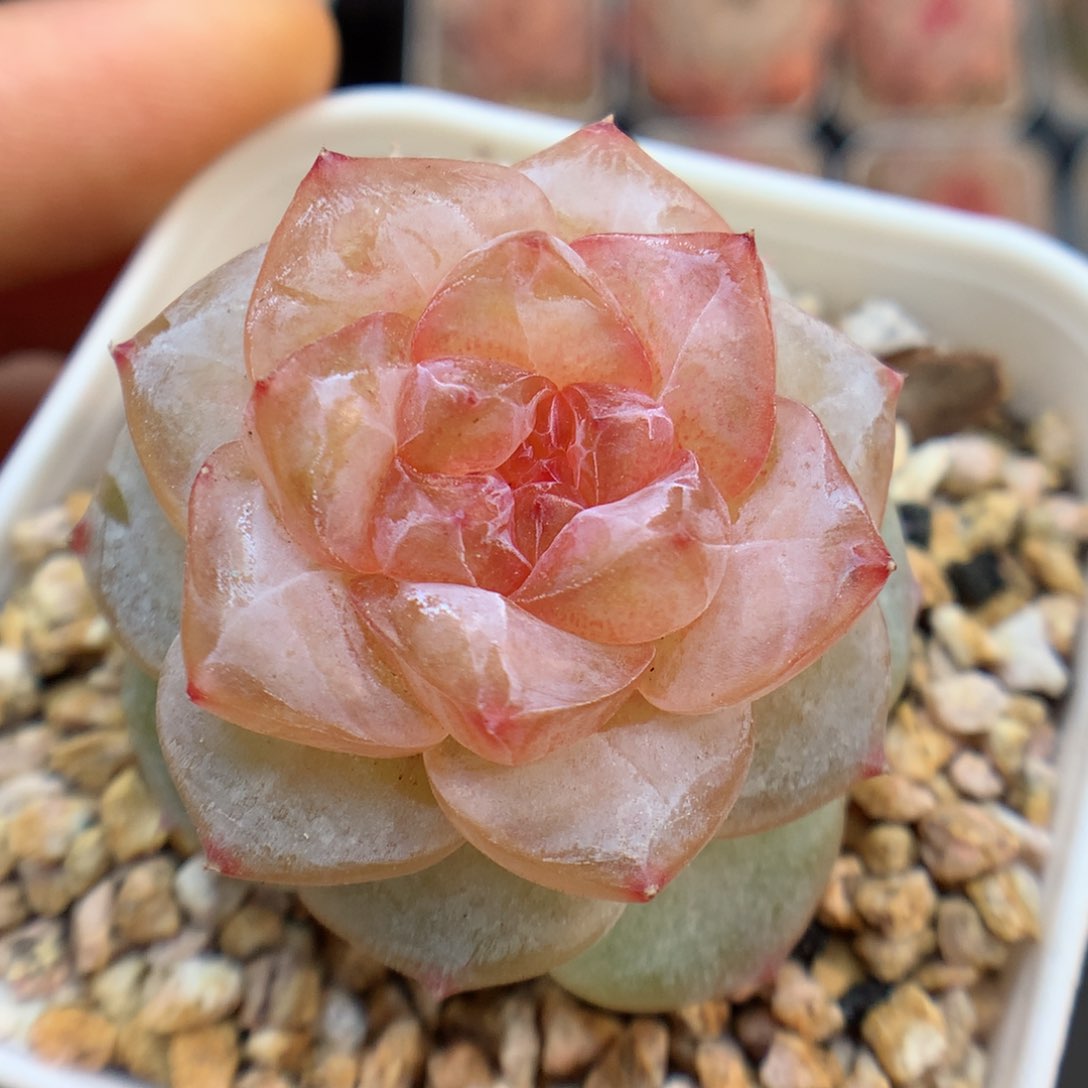 多肉植物。 糖心101