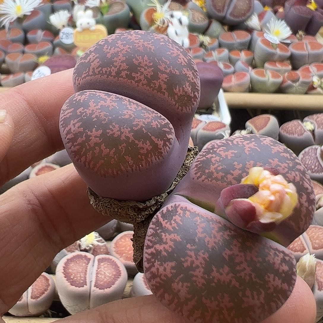 1634酒红初杂清货价格不作参考