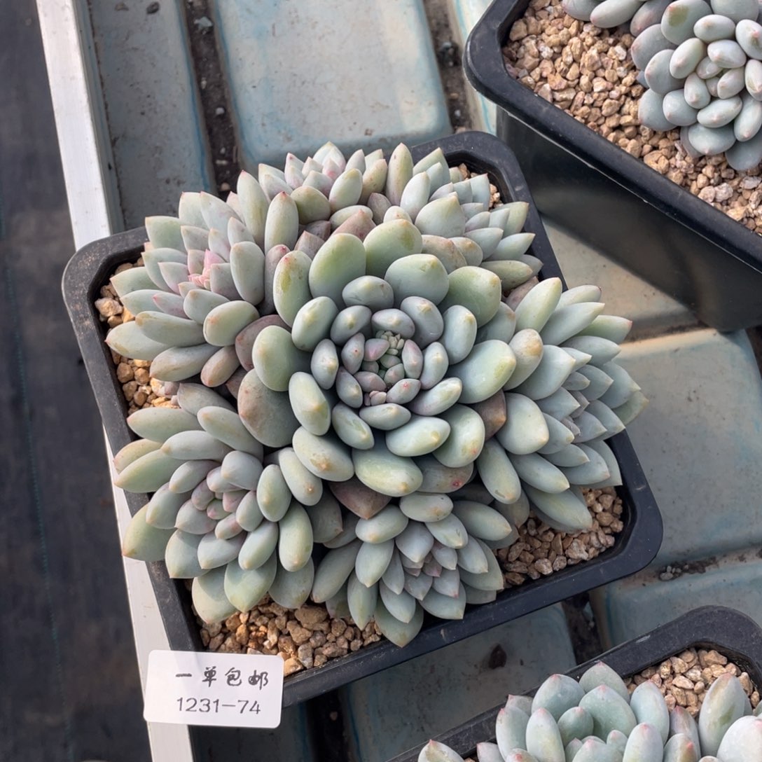 1231-74-半夏。。。。。。。