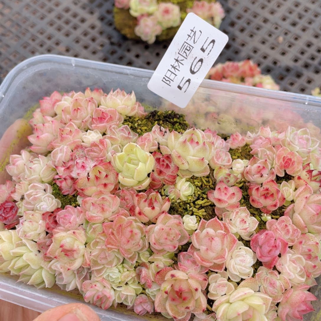 多肉植物多肉植物565