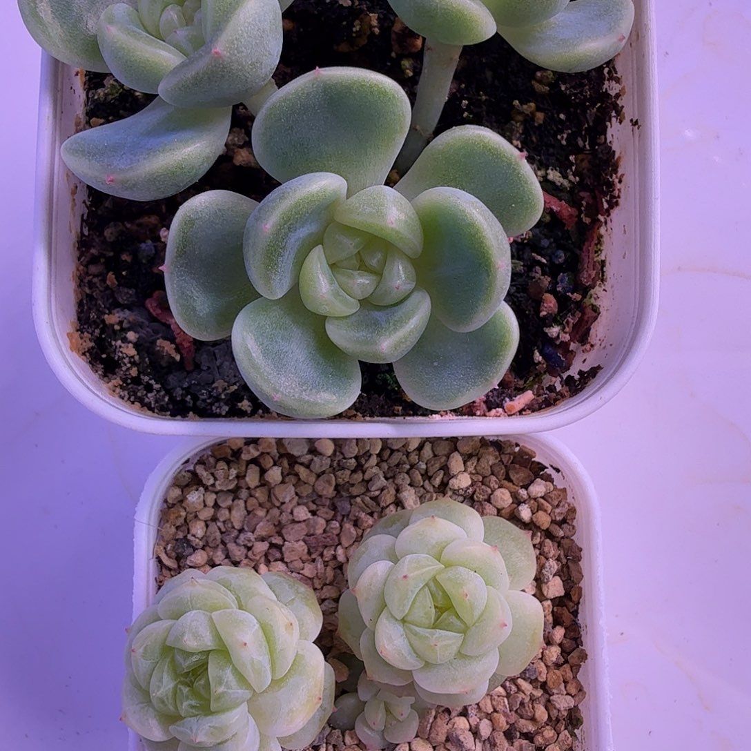 发财1、隐藏财富一物一拍