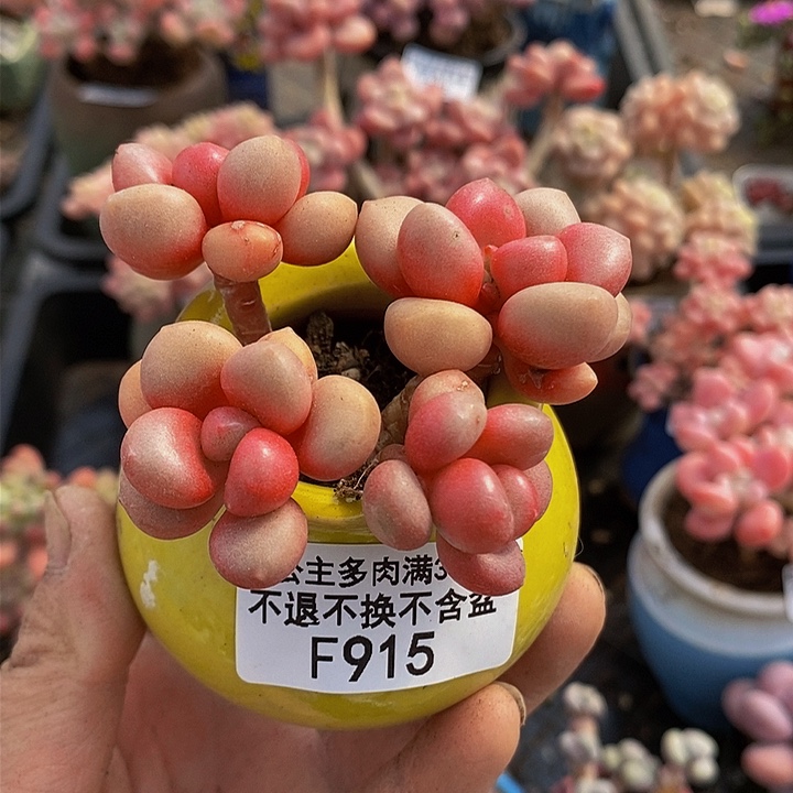 先锋派5cm915多肉植物