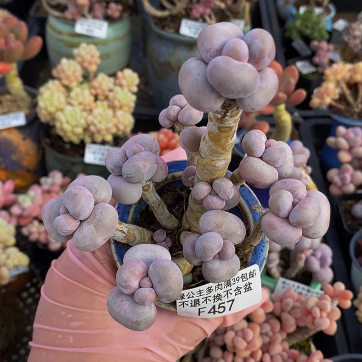 芭比奶洛老桩10cm457多肉植物