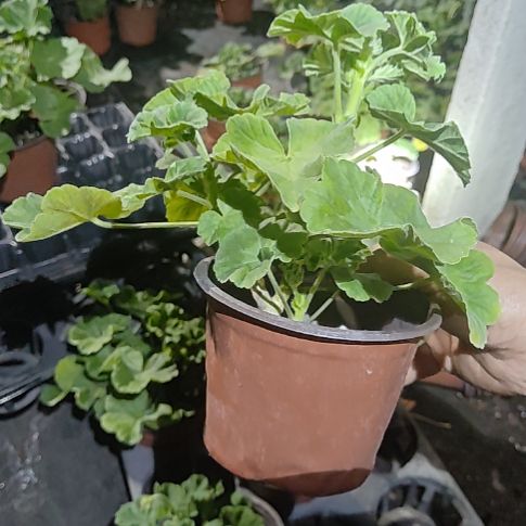 完全开放莫瑞，，，，，，