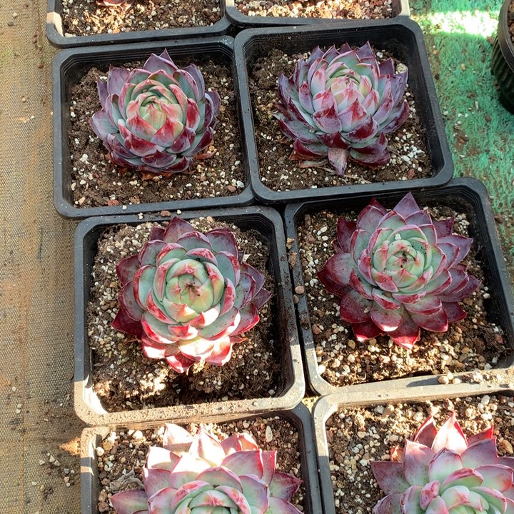 精品惊鸿仙子多肉植物两单包邮