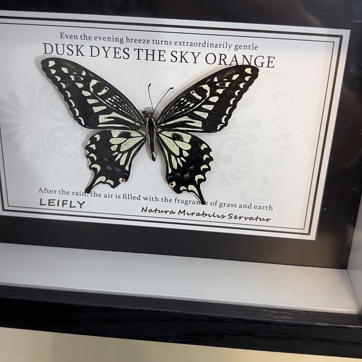 少***我蝴蝶标本定制620@