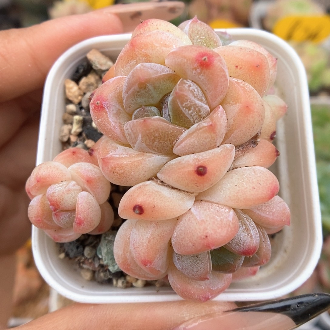 糖心珍妮群生906号。 