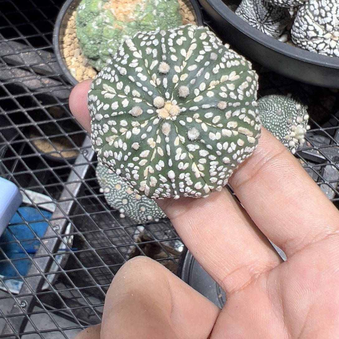 实生飞碟海星5.1cm