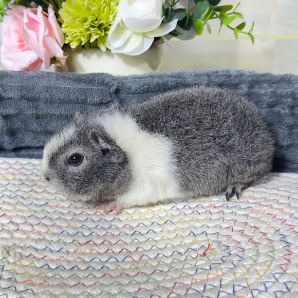 33号豚鼠荷兰猪美泰品种2个月妹妹