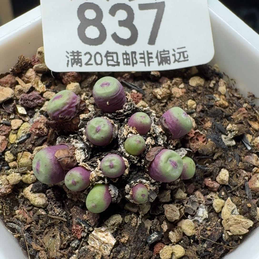 小红嘴带盆土。  13头产地。      