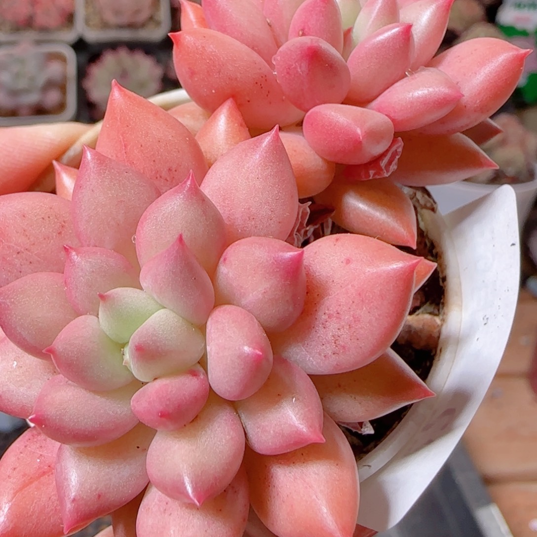 花语多肉1206-122红蜻蜓