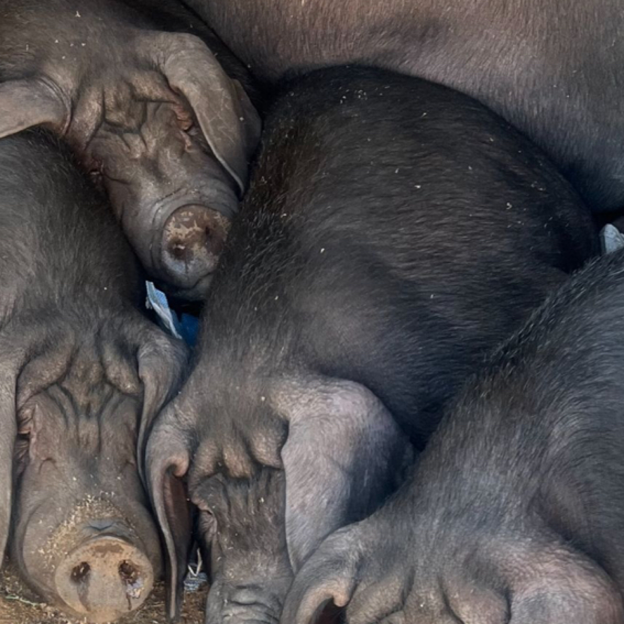 【顺丰包邮黑笨猪猪头】生态散养中华土黑猪新鲜猪头