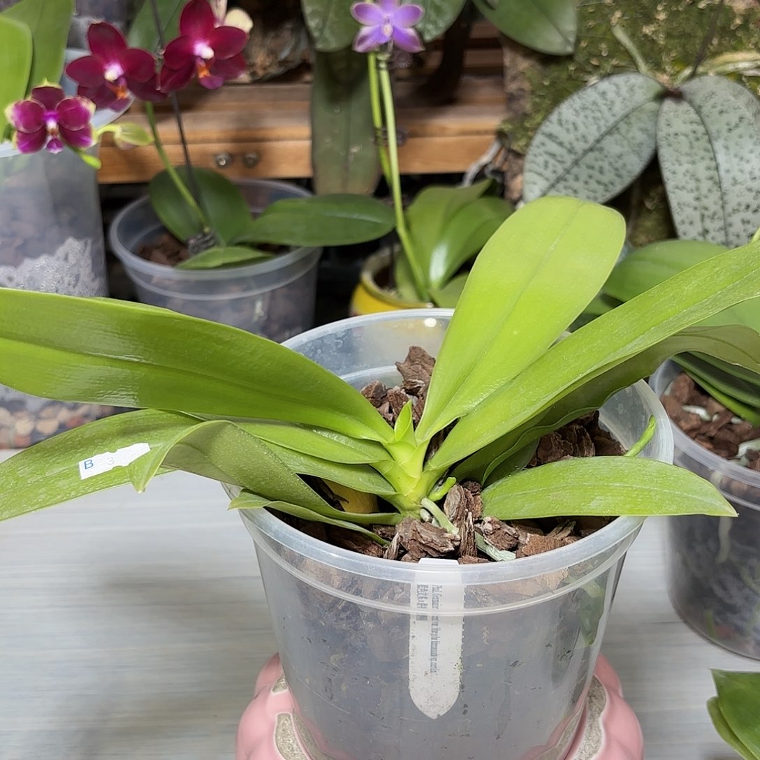 资***儿当前无花栽培后可以开花gv