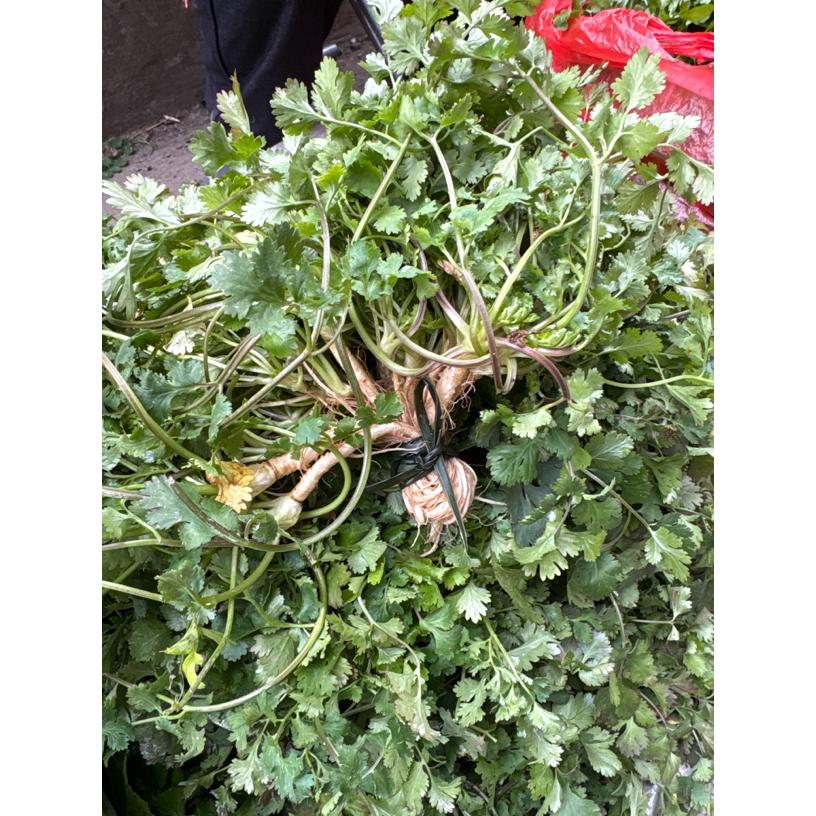 湘西趴地小香菜农家