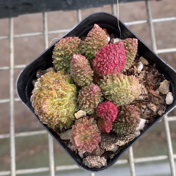 伯克利和格蕾纳的故事也