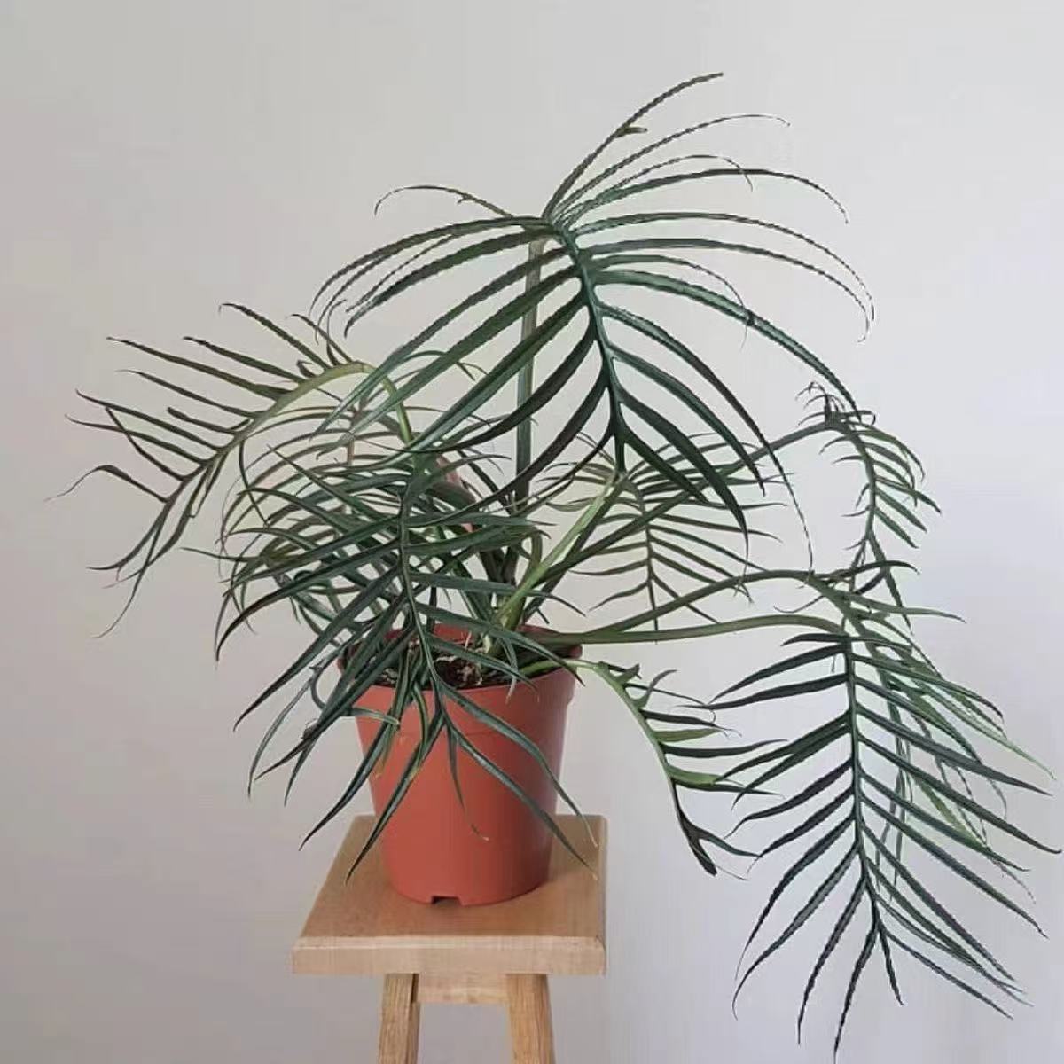 鱼骨蔓绿绒室内绿植观赏植物办公室盆栽耐阴多年生好养室内