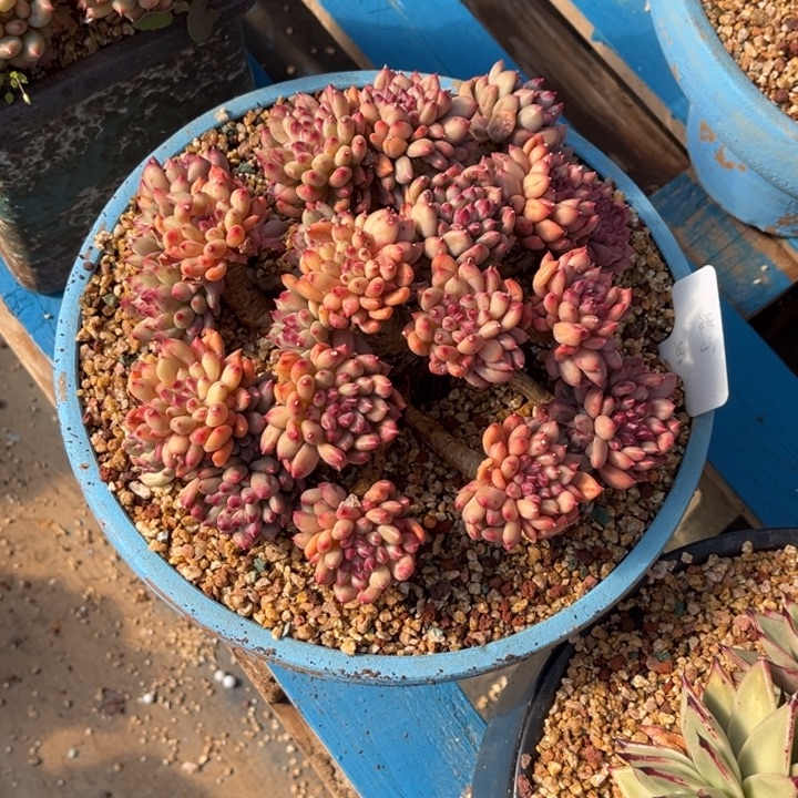 凡***静1568 多肉00000000000