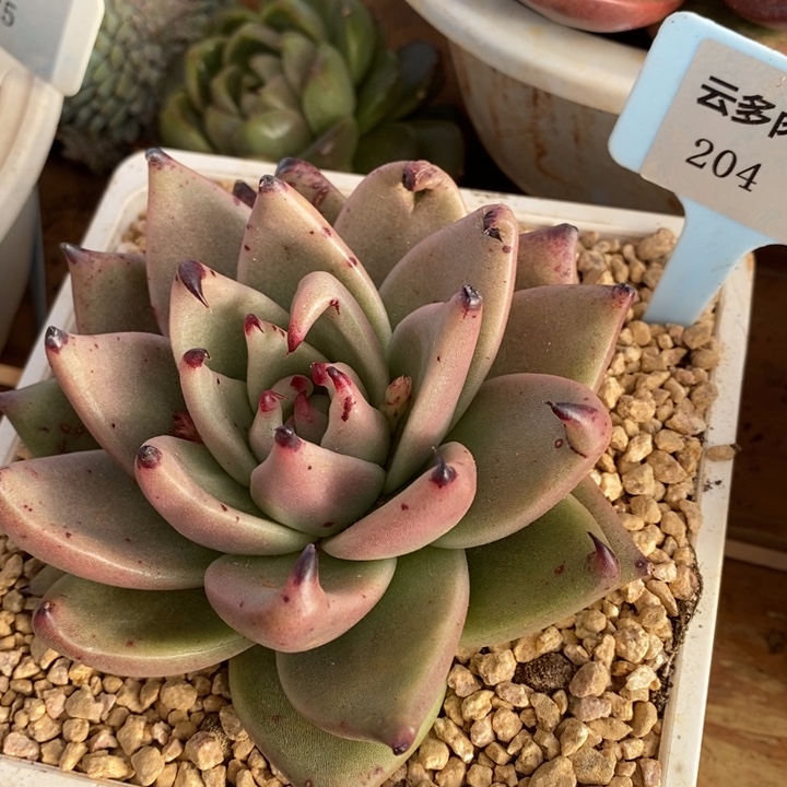 D204- 直播福利 内勾乌木