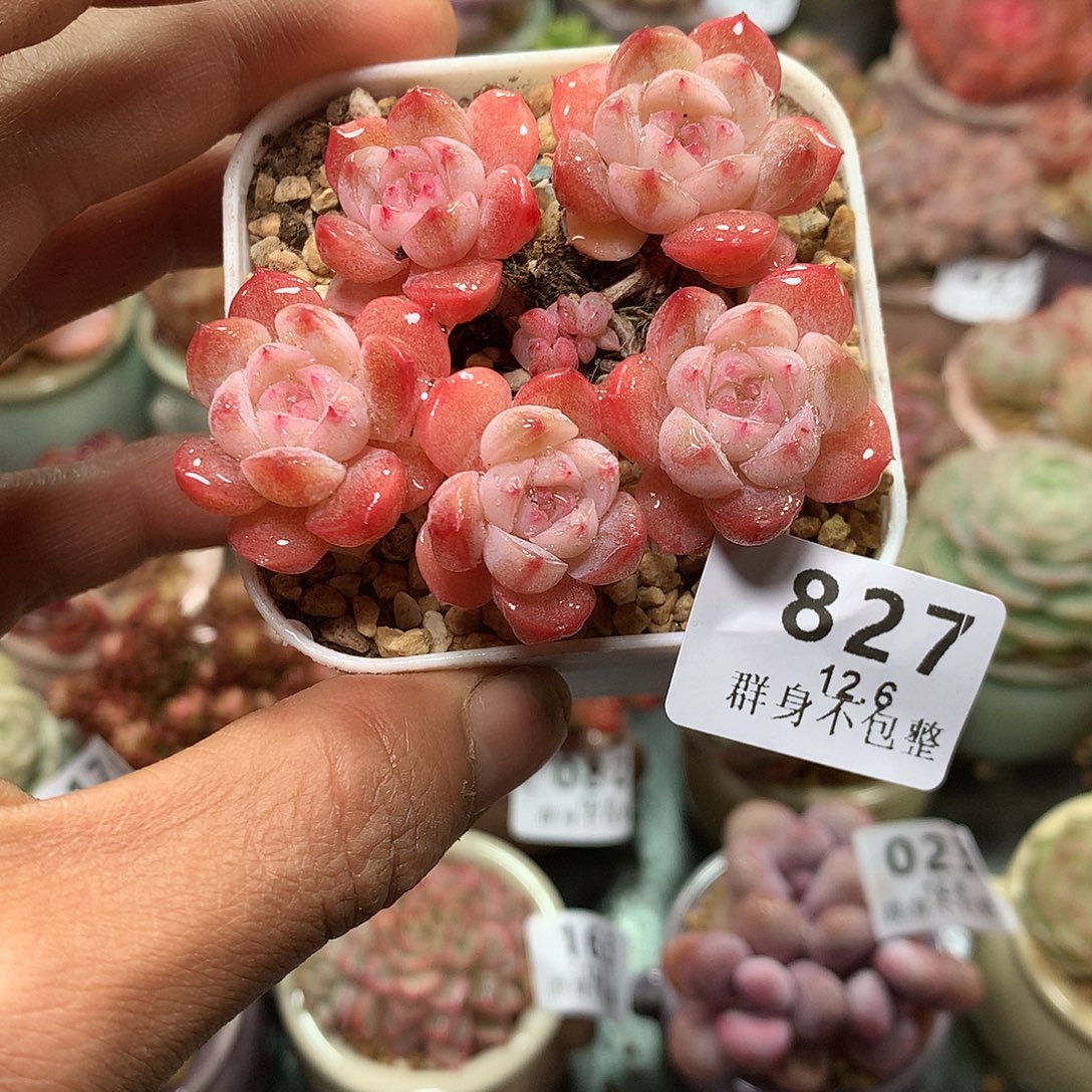 精控拇指盆12.6827