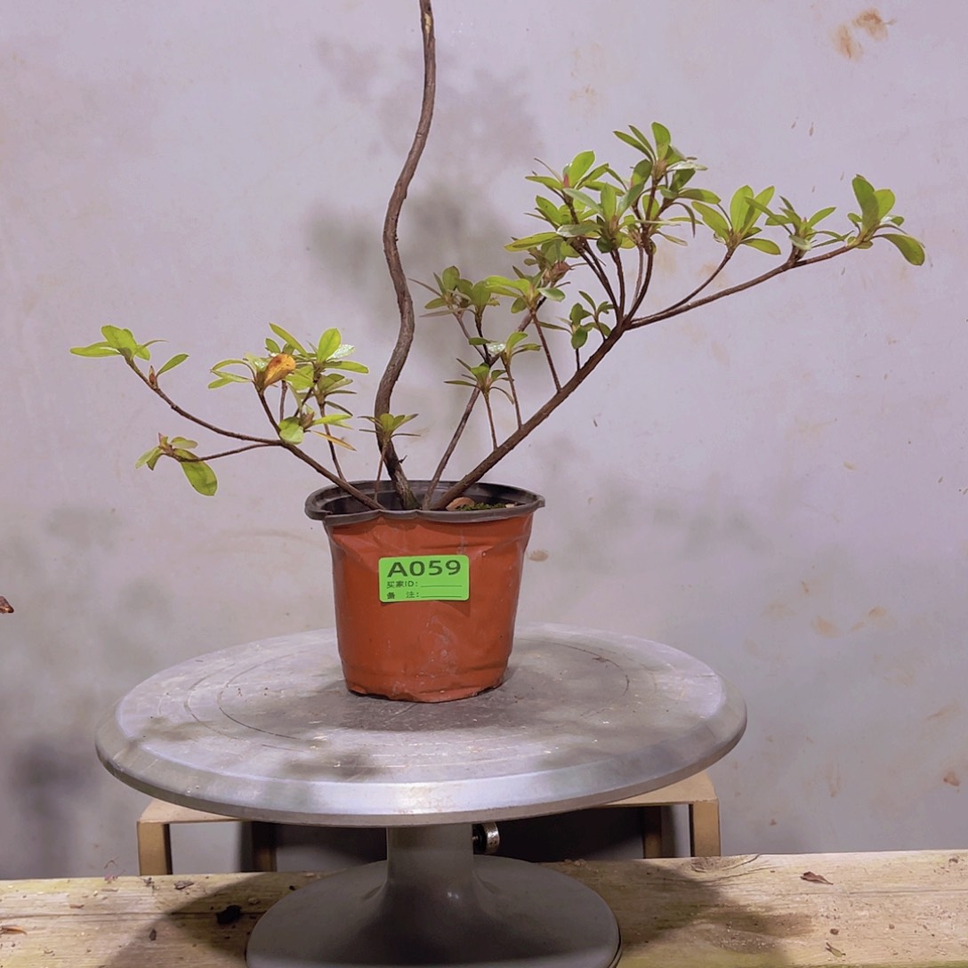 红陶直播时间一直一个