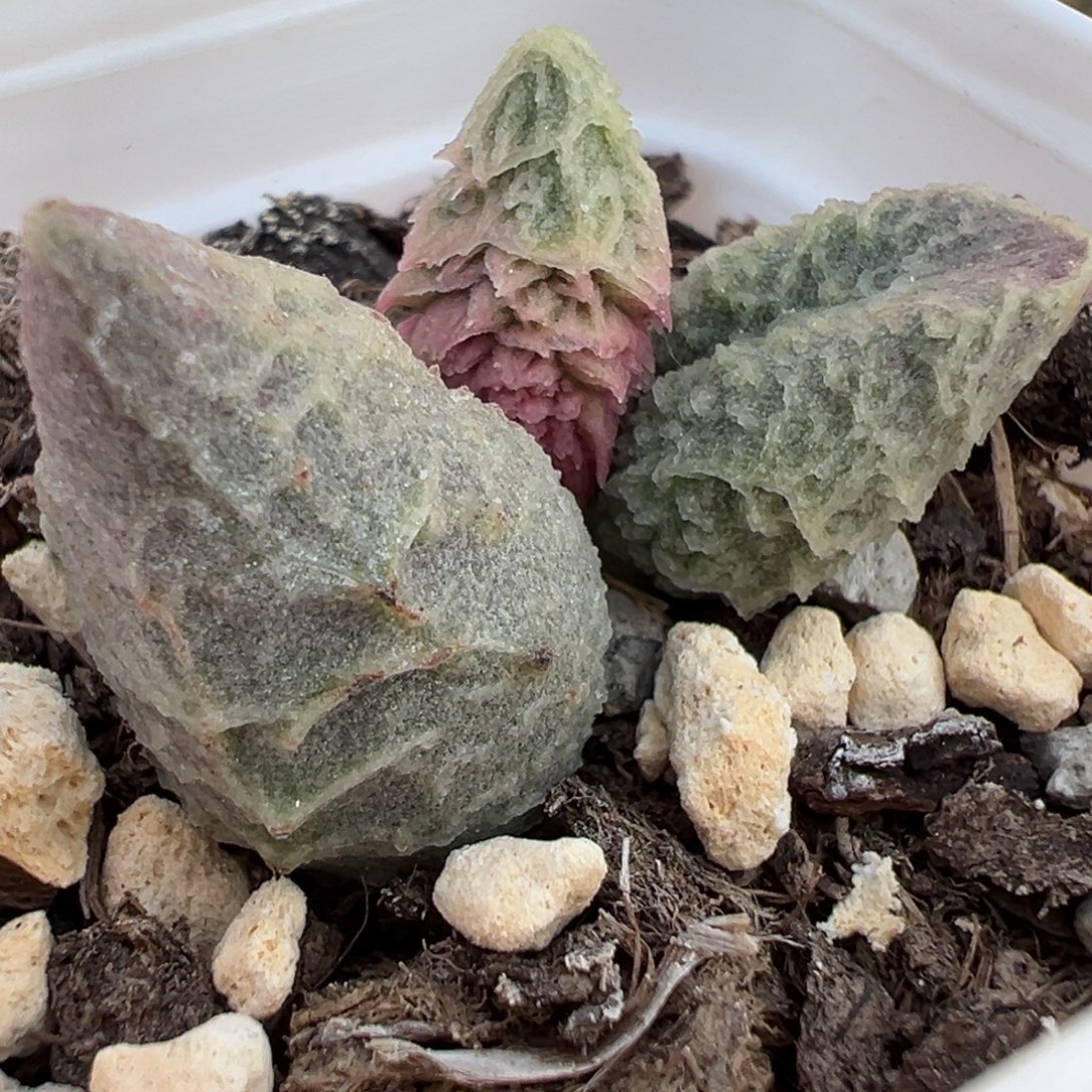 倒刺融化纹冰激凌大苗多肉植物