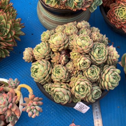 w****81557笨巴多肉