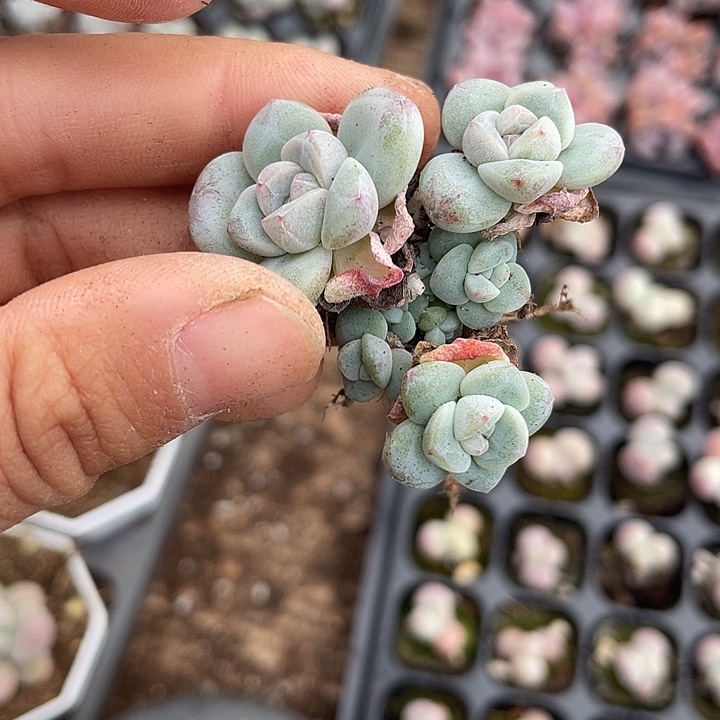 糖***i一我一拍满18包邮冰玉群