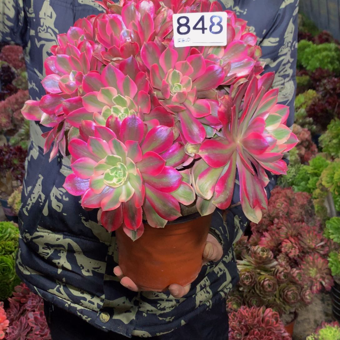 法师多肉植物848