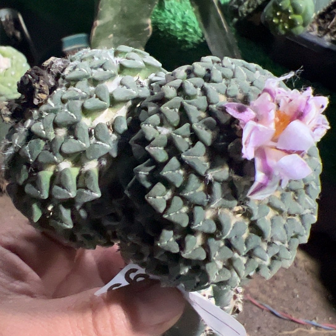 双头馒头姬牡丹663仙人球