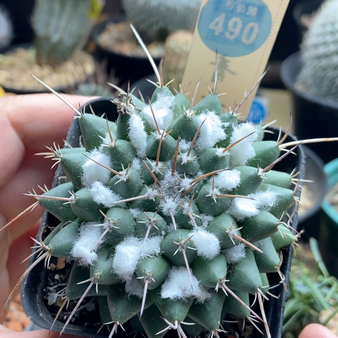 雪顶狂刺雪顶瓦格纳乳突一颗